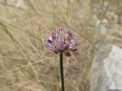 Allium acutiflorum