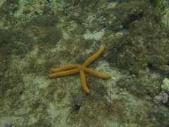 Echinasteridae