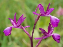 Anacamptis laxiflora