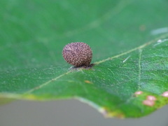 Acraspis quercushirta