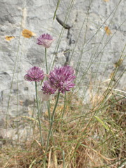 Allium acutiflorum