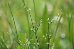 Juncus tenuis tenuis