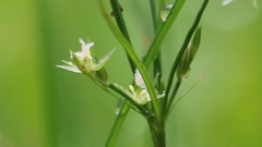Juncus tenuis tenuis