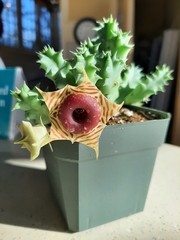 Huernia zebrina