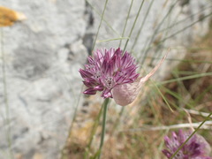 Allium acutiflorum