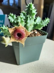 Huernia zebrina