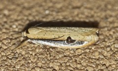 Compsotorna oligarchica