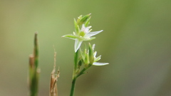 Juncus tenuis tenuis