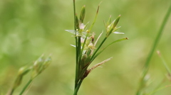 Juncus tenuis tenuis