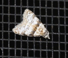 Nola euraphes