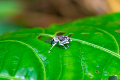 Peridinetus ecuadoricus