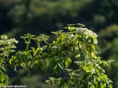 Sambucus peruviana