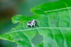 Peridinetus ecuadoricus
