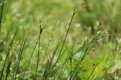 Juncus tenuis tenuis