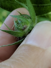 Trigonorhinus limbatus