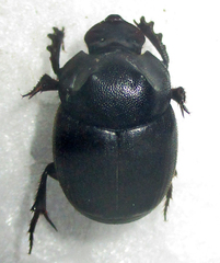 Onthophagus bicavifrons