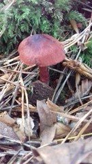 Cortinarius sanguineus