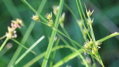 Juncus tenuis tenuis