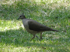 Leptotila megalura