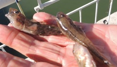 Neogobius fluviatilis