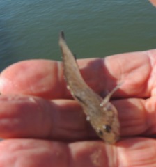 Neogobius fluviatilis