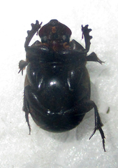 Onthophagus bicavifrons