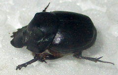 Onthophagus bicavifrons