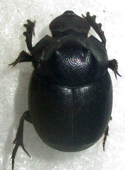 Onthophagus bicavifrons