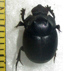 Onthophagus bicavifrons