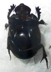 Onthophagus bicavifrons