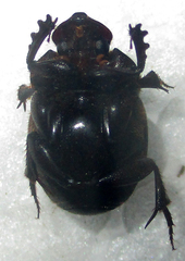 Onthophagus bicavifrons