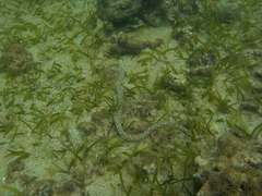 Myrichthys breviceps