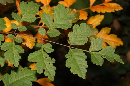 Koelreuteria paniculata