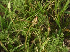 Hypochaeris pampasica