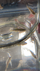 Danio rerio