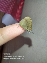 Lamprospilus orcidia