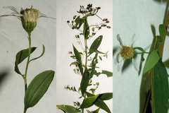 Doellingeria infirma