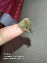 Lamprospilus orcidia