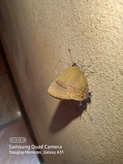 Lamprospilus orcidia