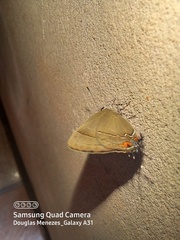 Lamprospilus orcidia