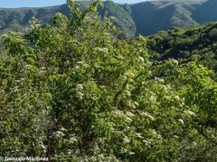 Sambucus peruviana