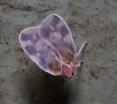 Borysthenes emarginatus