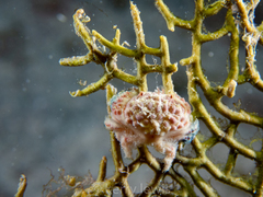 Paractaea rufopunctata