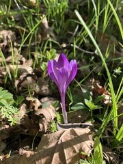 Crocus heuffelianus