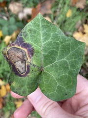 Colletotrichum trichellum
