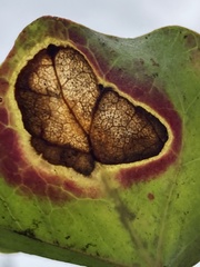Colletotrichum trichellum