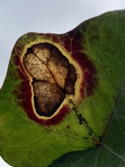 Colletotrichum trichellum
