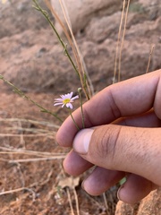 Erigeron utahensis