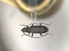Pedilus canaliculatus