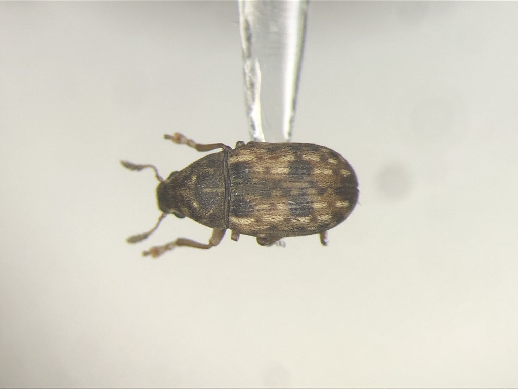 Smut Fungus Weevil